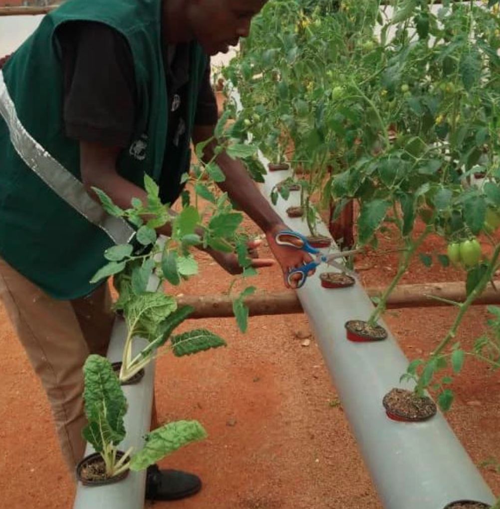 Hydroponics In Kyangwali