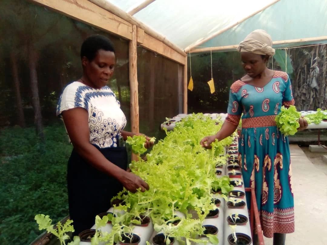 New Hydroponics Training Image