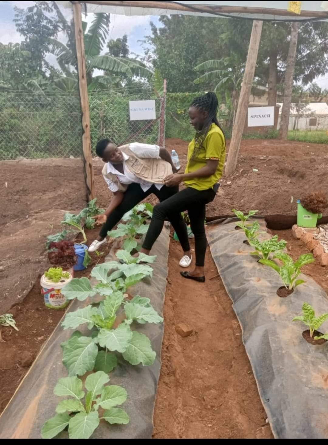 Drip Irrigation using Hydroponic Troughs