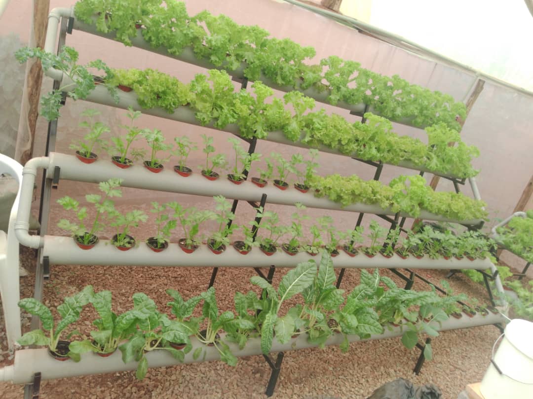 Hydroponics Training 2