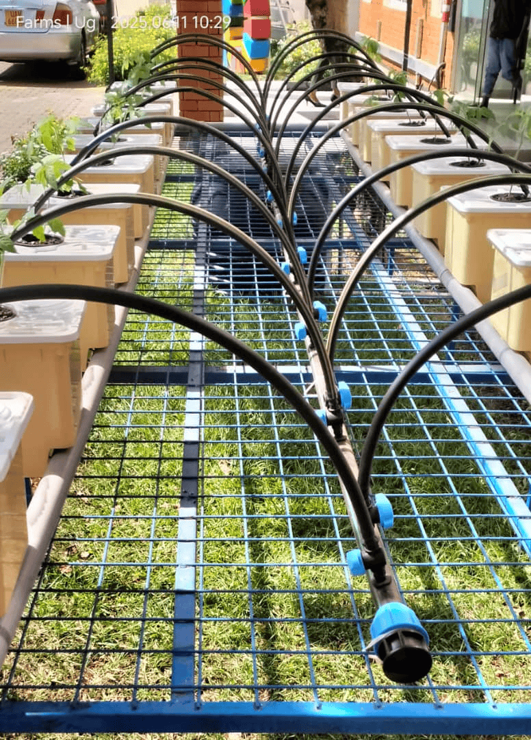 Tomatoes, Herbs & Berries