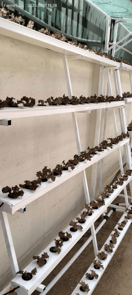 Leafy Vegetables in Channels