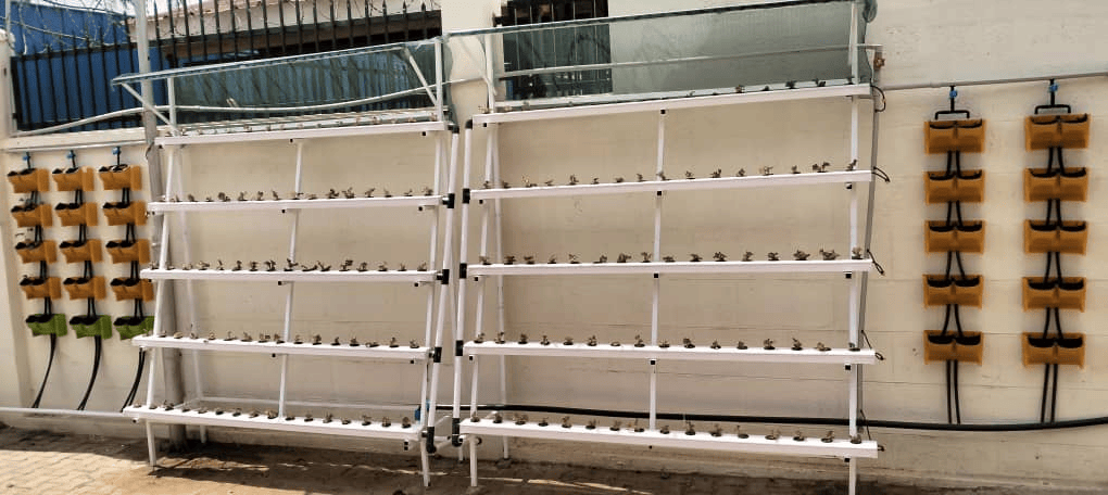 Hydroponic farm in Uganda