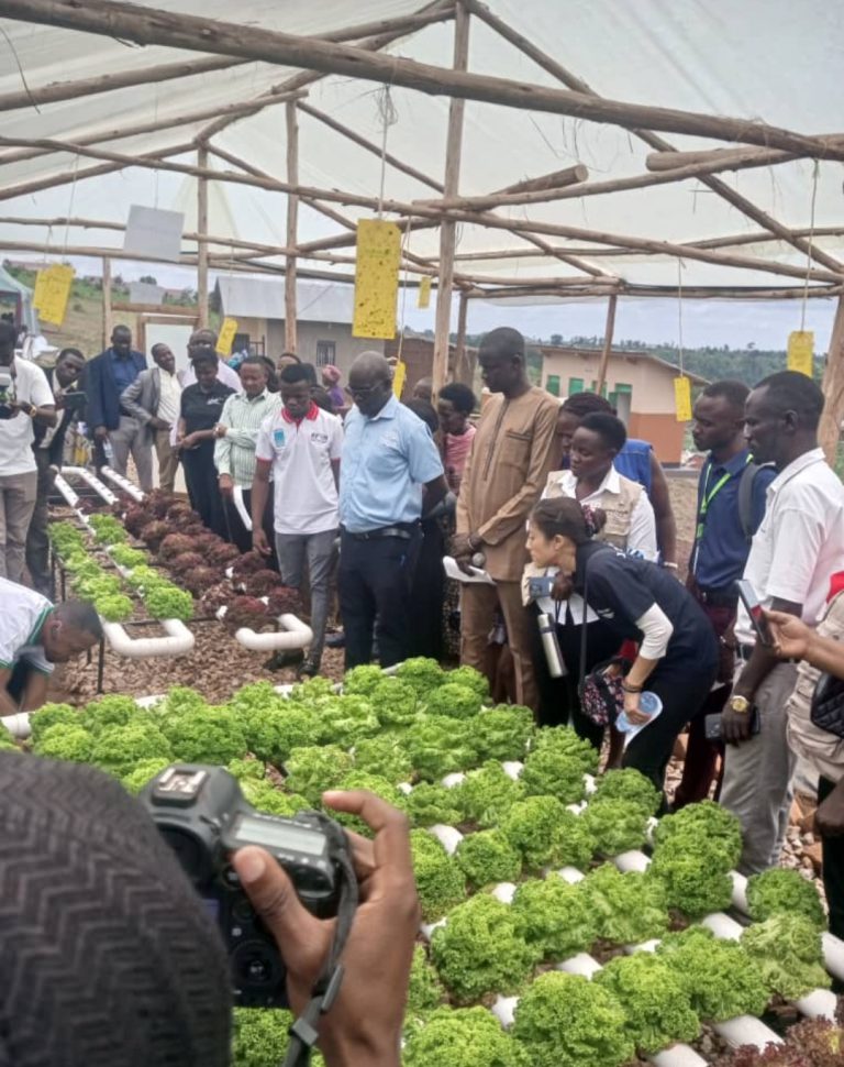 Hydroponic Training