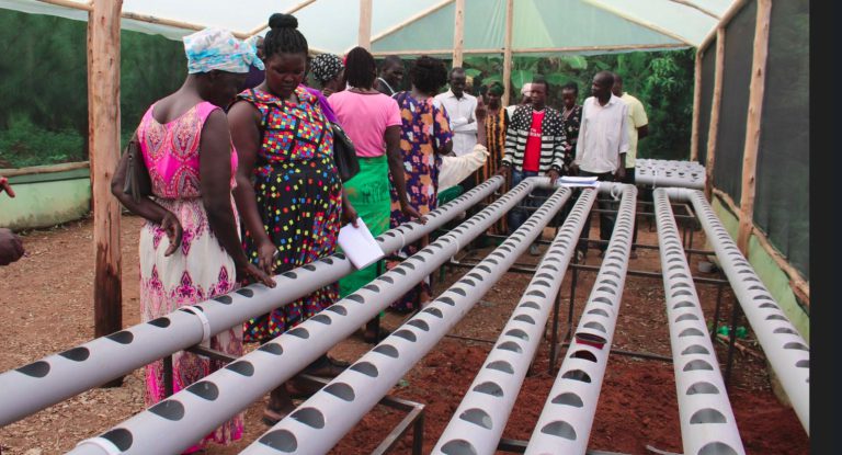 Urban slum hydroponic garden installation