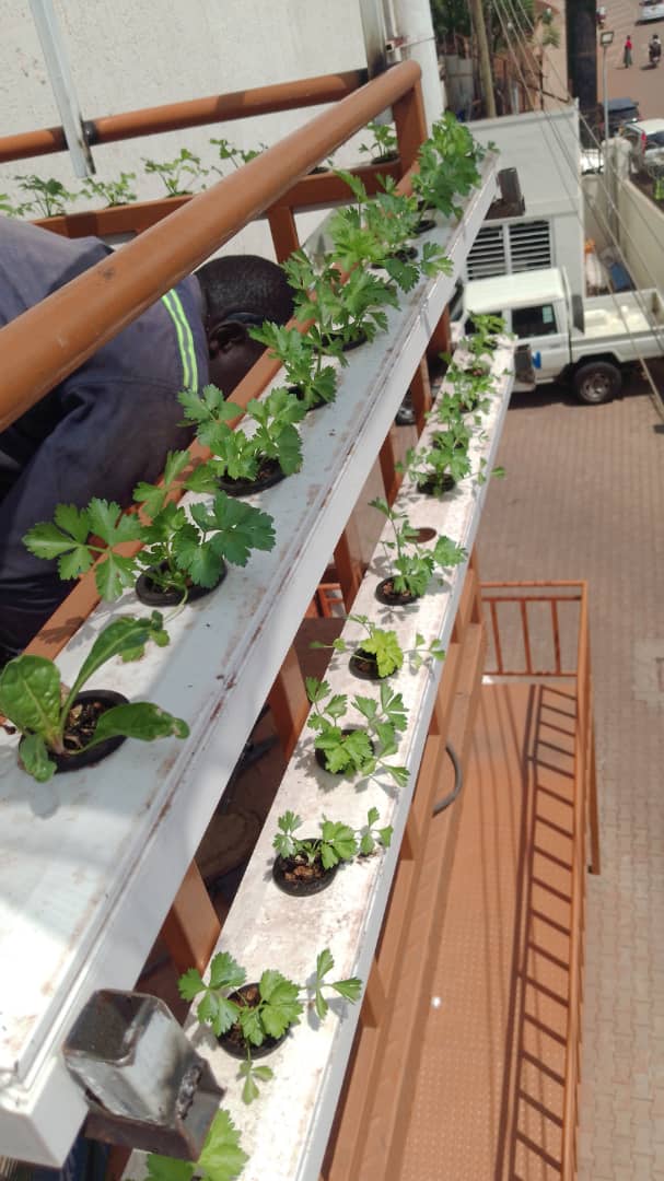 Hydroponic Systems