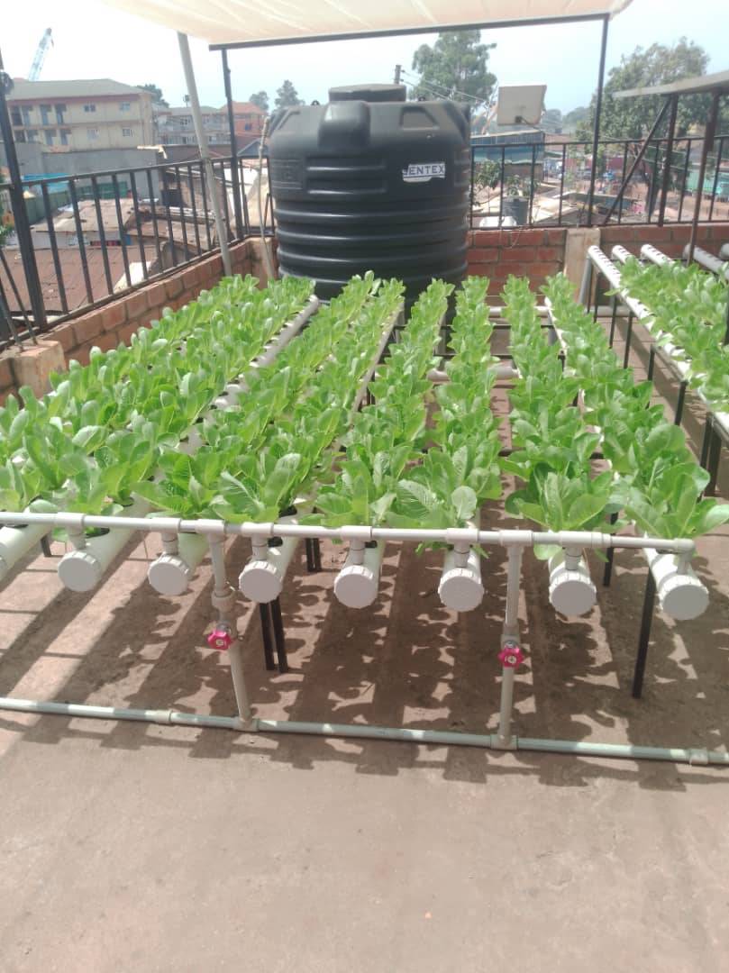 Hydroponic Setup Uganda