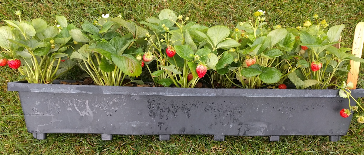 Hydroponic strawberries in troughs