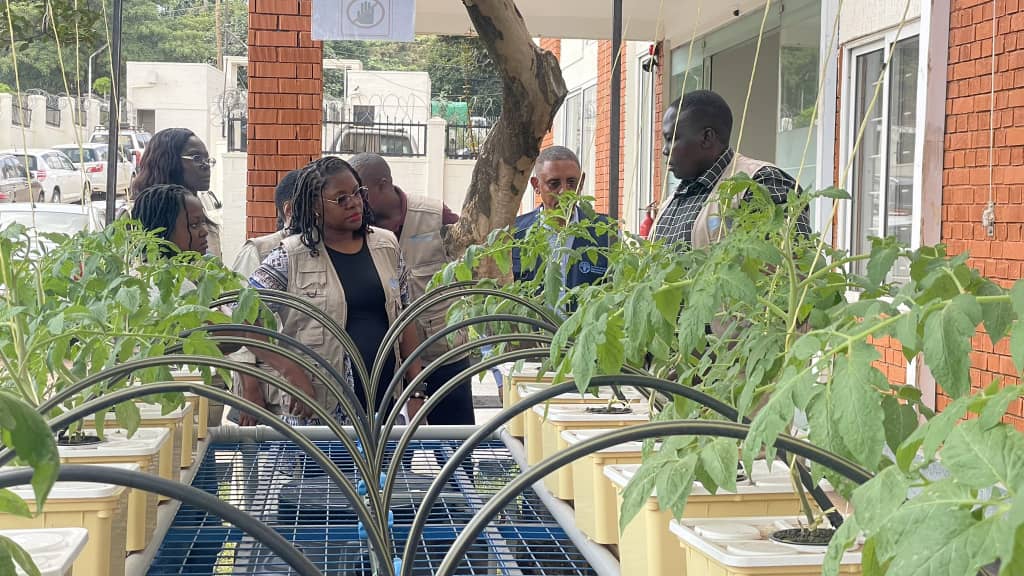 Growing vegetables in hydroponic trays