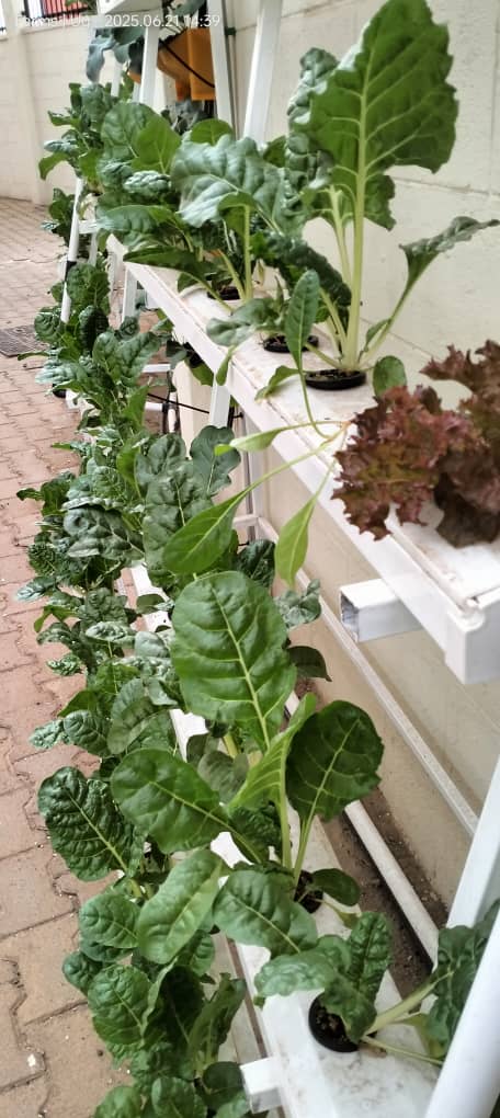 Hydroponic Farming Left