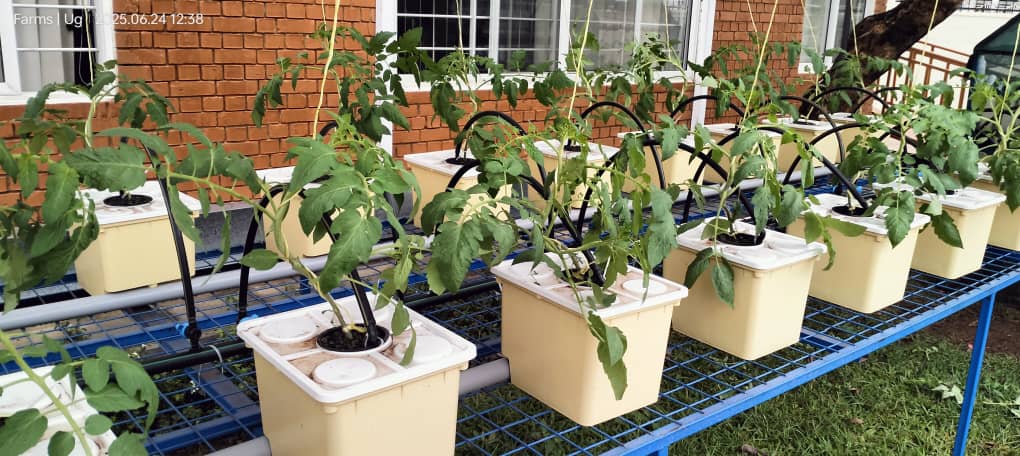 Hydroponic Systems