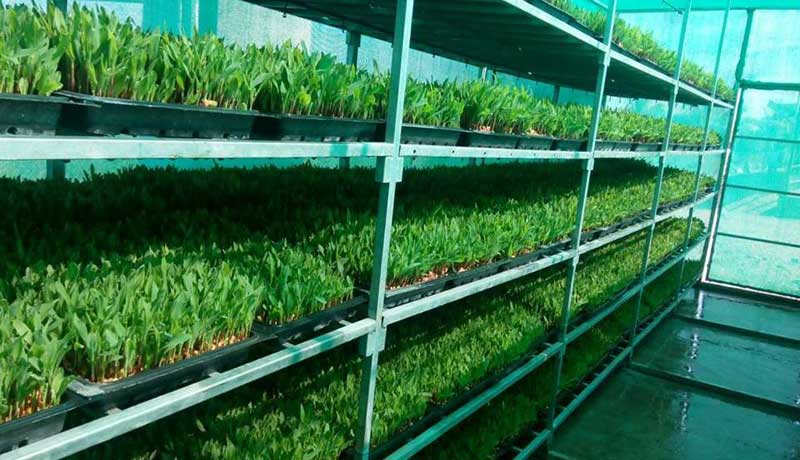 Hydroponic Fodder System Example 2