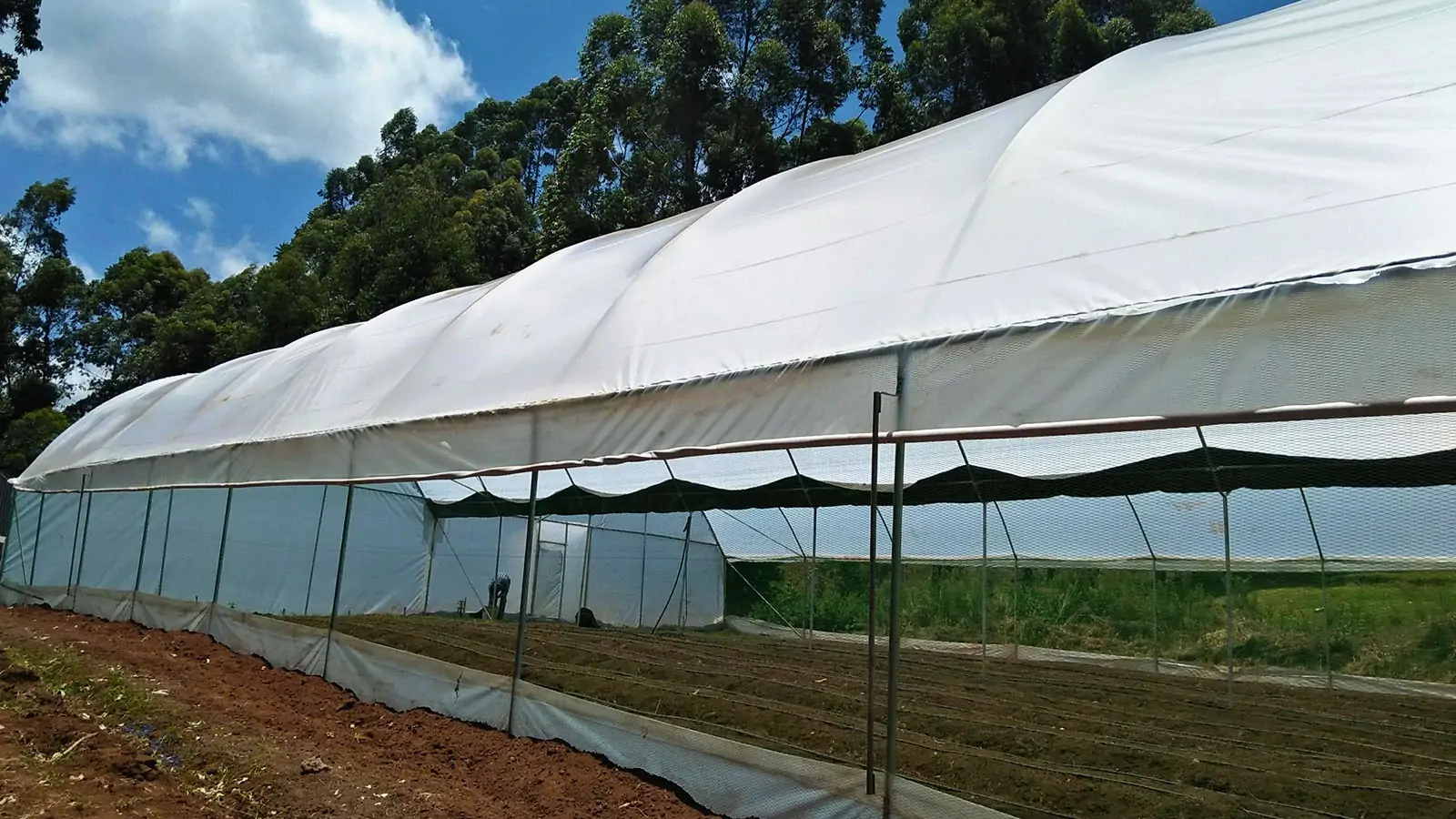UV Treated Steel Greenhouse per square metre Uganda