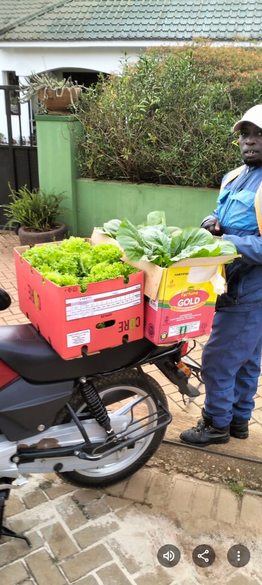 Hydroponic lettuce farm