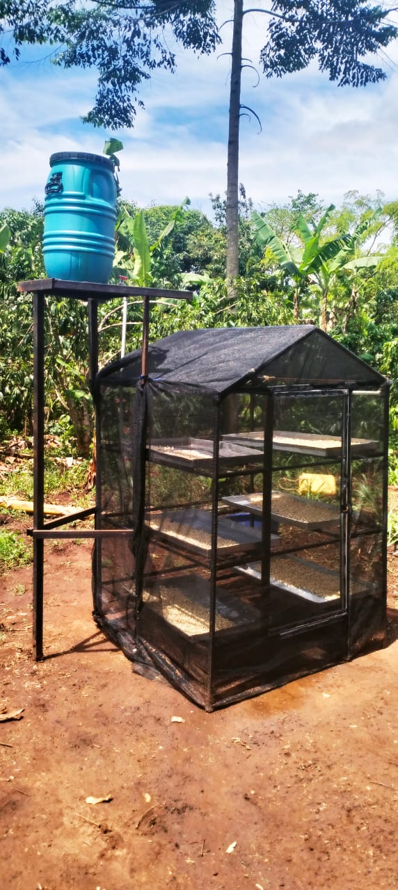 Greenhouse hydroponic plants