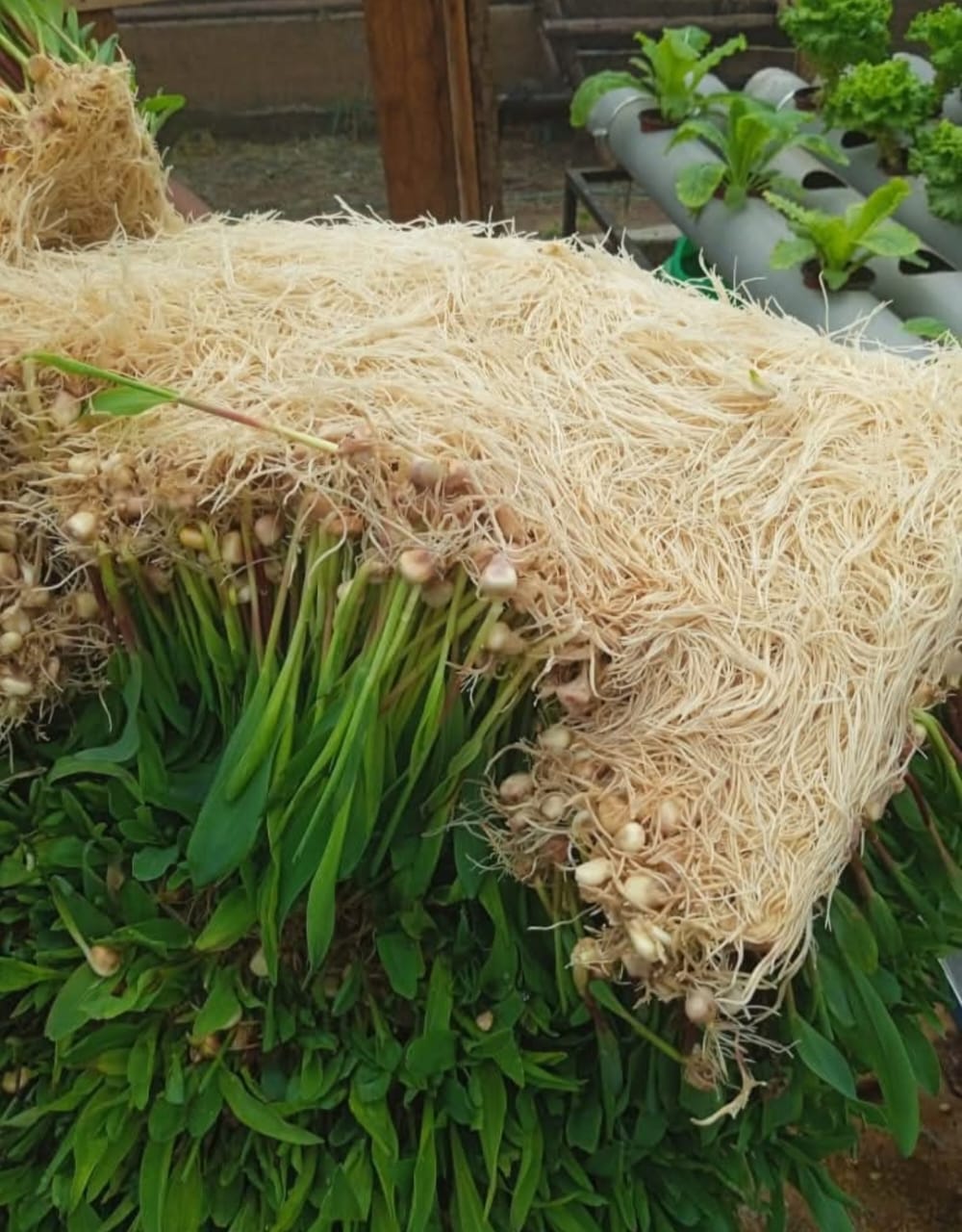 Community training hydroponics
