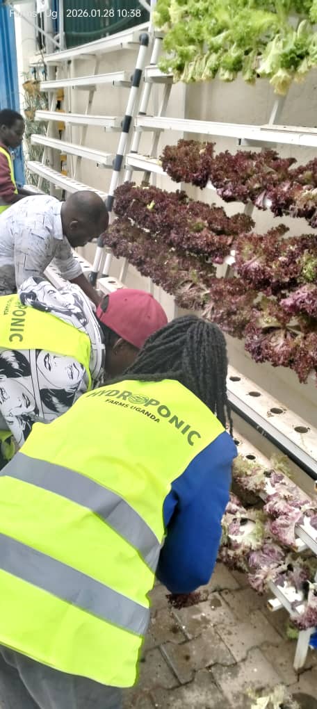 Urban hydroponics farm view