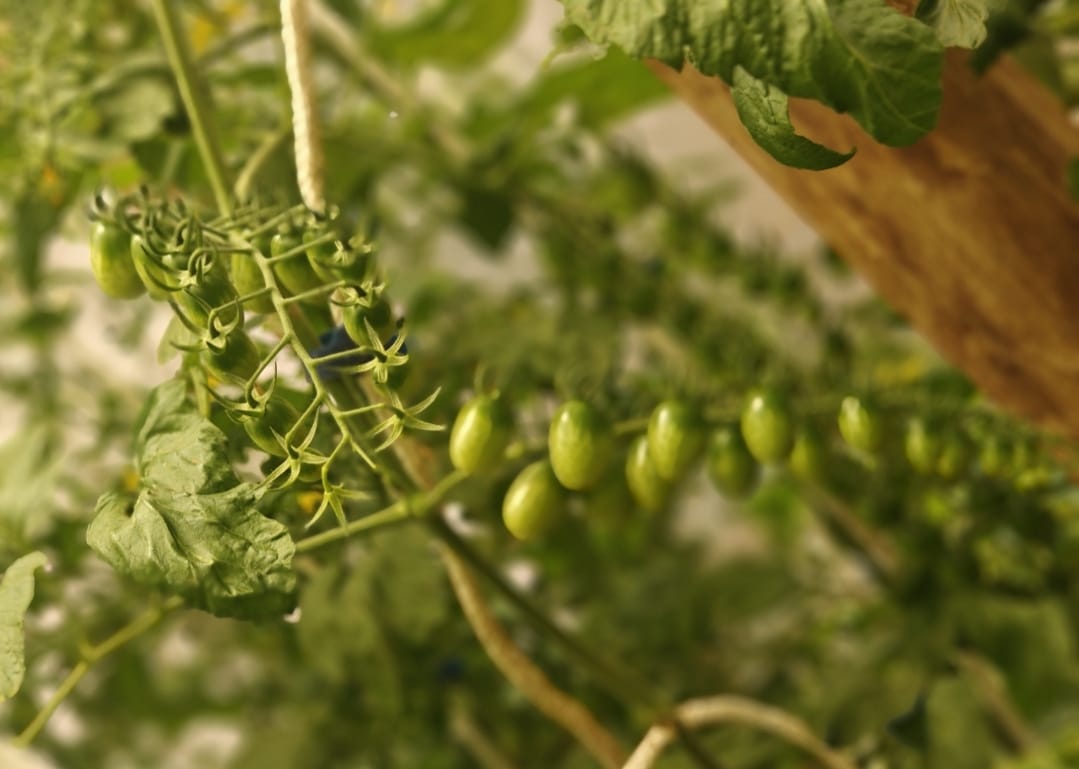 Urban hydroponic growth