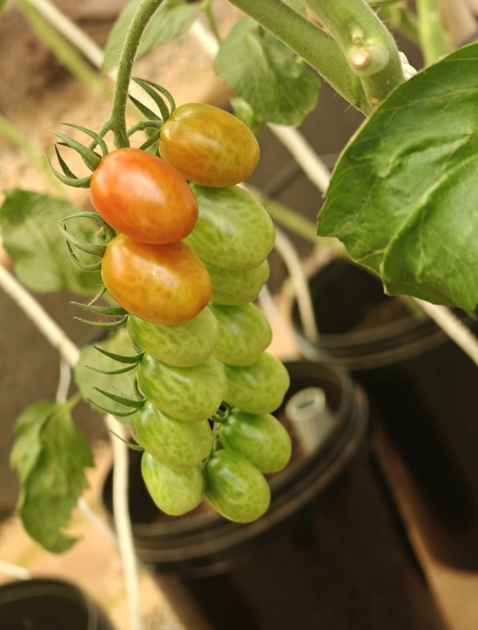 Greenhouse hydroponic plants