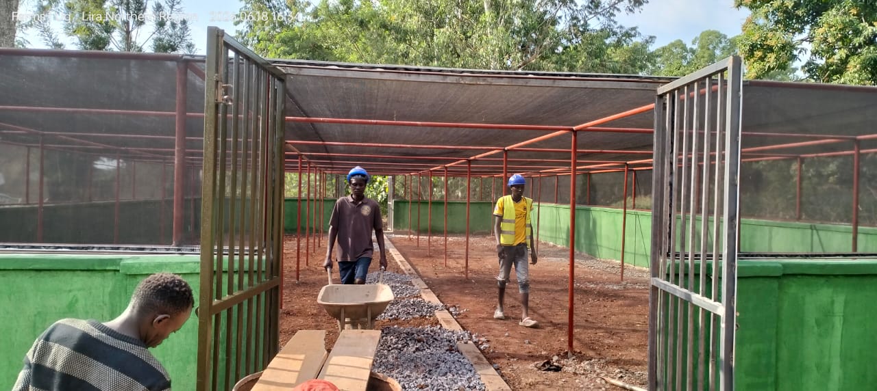 Screenhouse construction for coffee seedlings Uganda