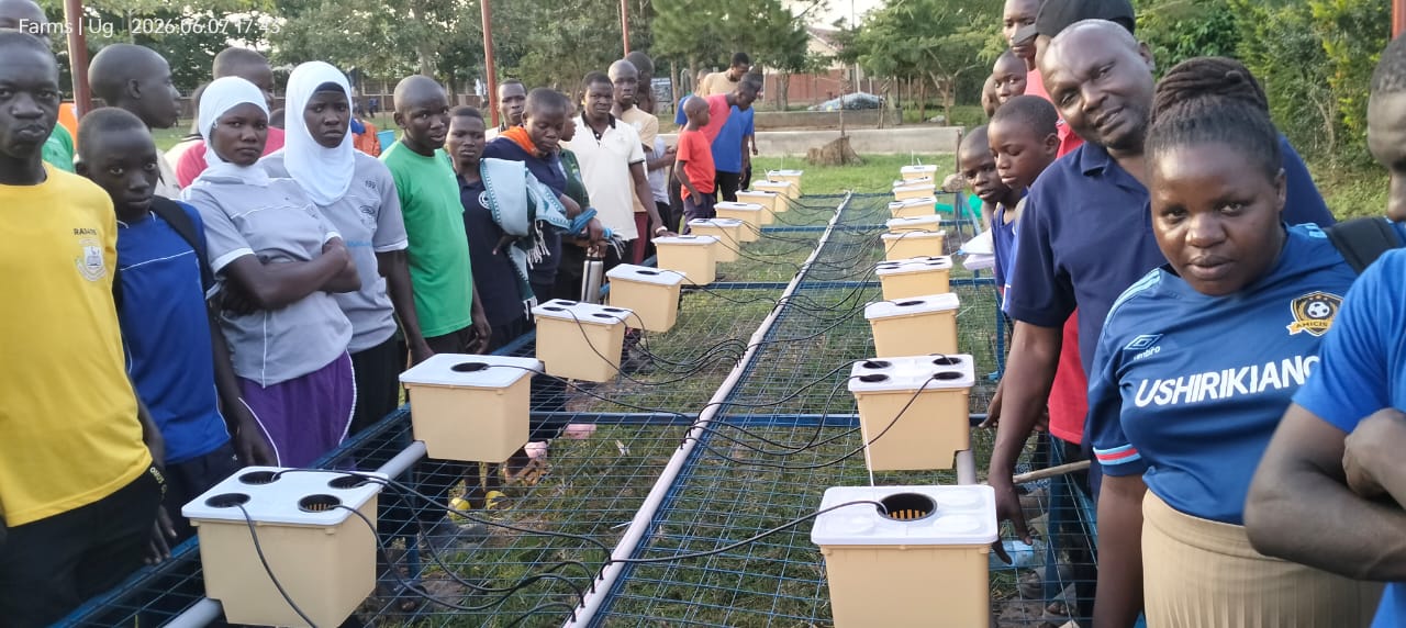 Hydroponic garden at Wakadogo School